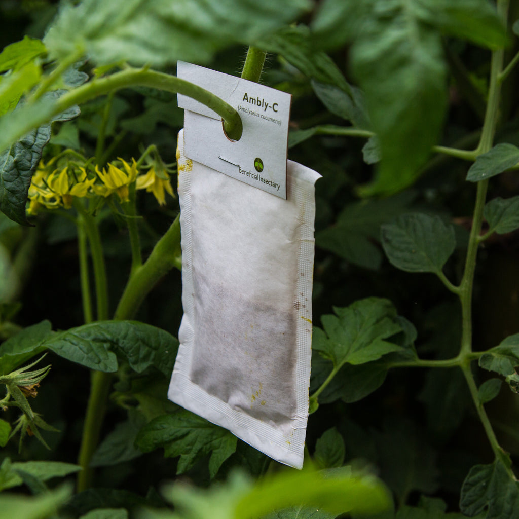 Amblyseius cucumeris sachet