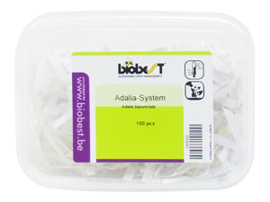 Adalia bibunctata package 100 larvae
