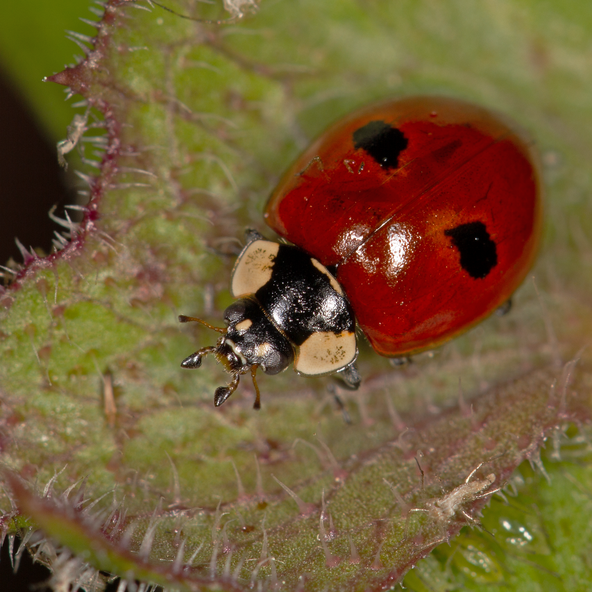 Adalia bipunctata |  sound-horticulture.myshopify.com