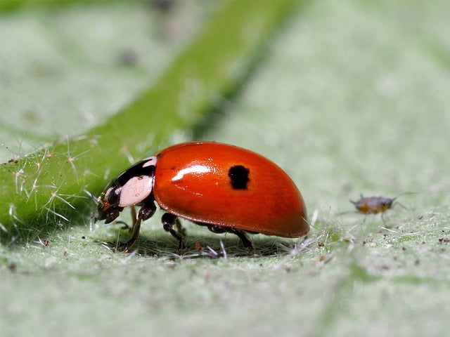 Adalia bipunctata searching for aphids