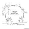 Amblyseius andersoni life cycle