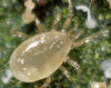 Amblyseius andersoni predatory mite
