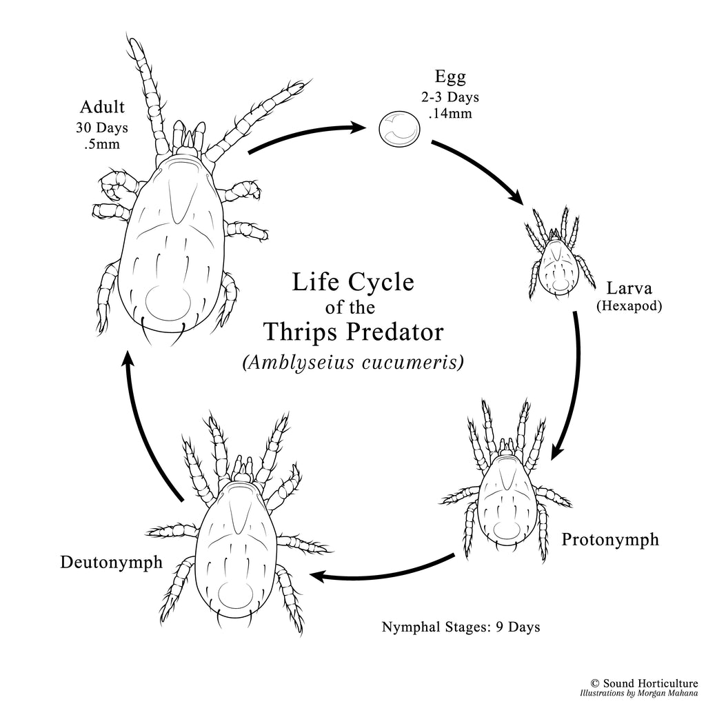 Amblyseius cucumeris life cycle