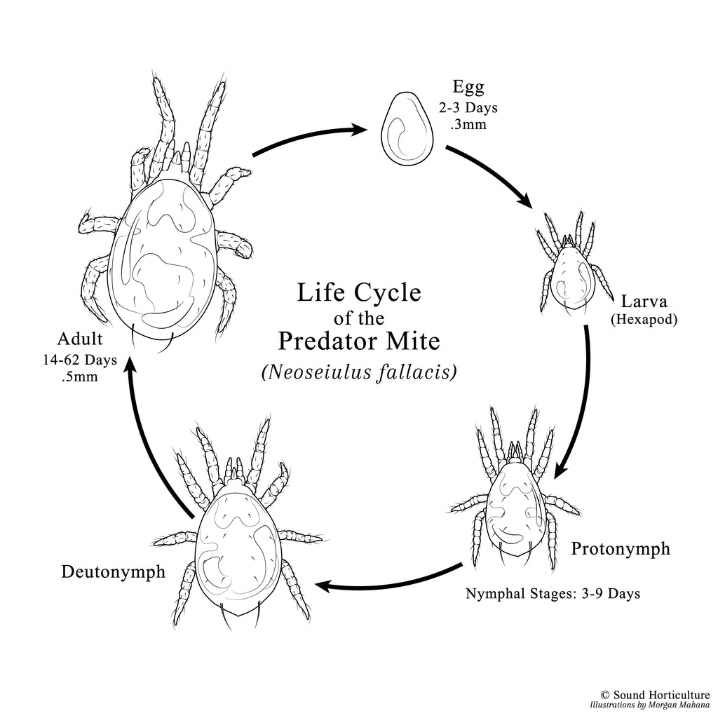 Amblyseius fallacis life cycle