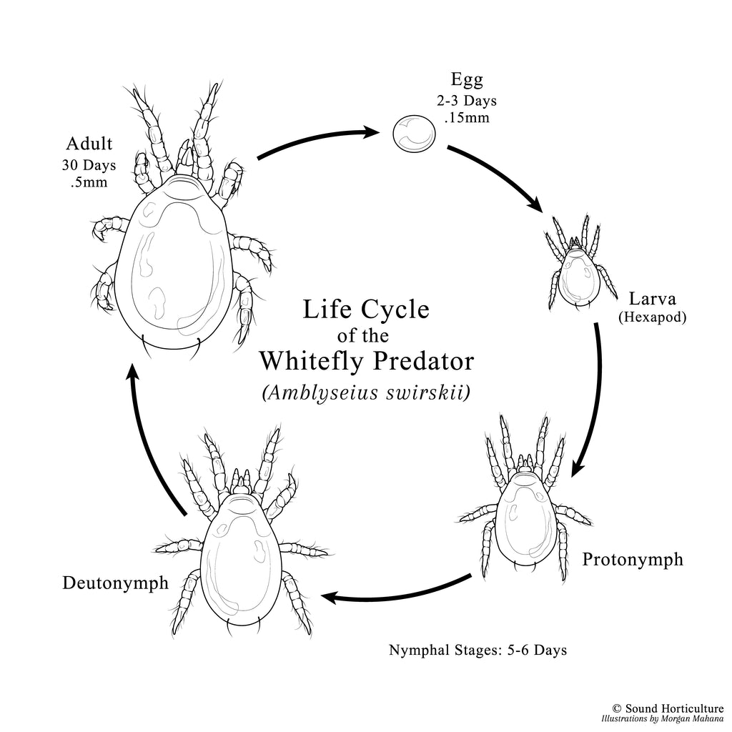 Amblyseius swirskii |  sound-horticulture.myshopify.com
