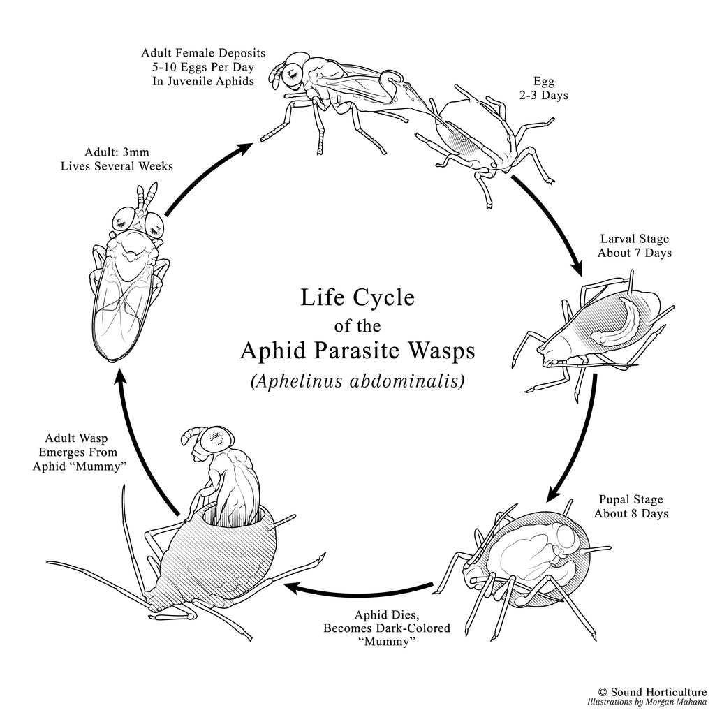 Aphelinus abdominalis |  sound-horticulture.myshopify.com