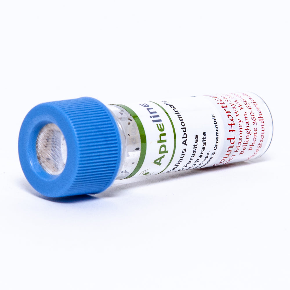 Aphelinus abdominalis 250 vial