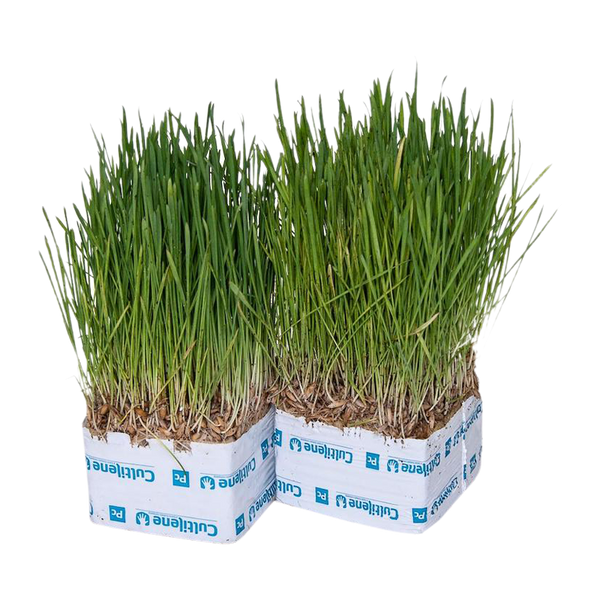 Aphid banker plant cubes with cereal oat aphids