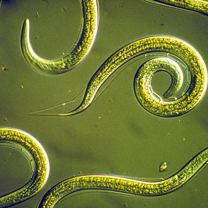Steinernema riobrave nematodes |  sound-horticulture.myshopify.com