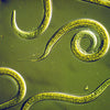 Steinernema riobrave nematodes |  sound-horticulture.myshopify.com