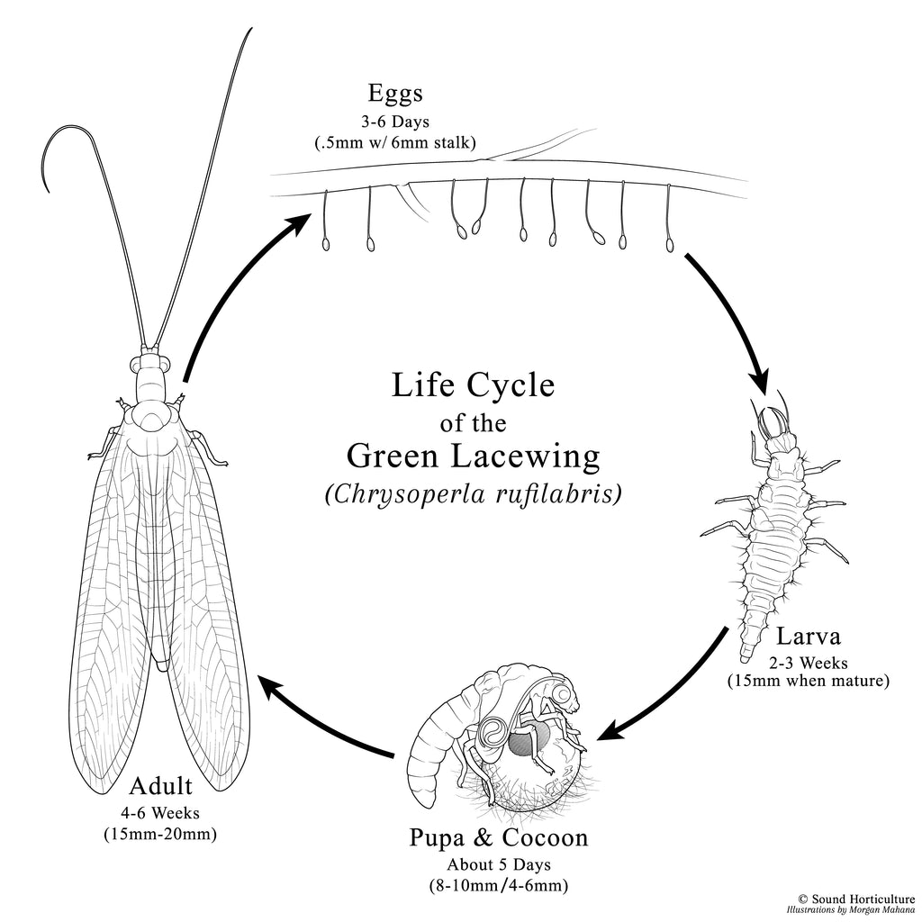 life cycle of the green lacewing (chrysoperla rufilabris)