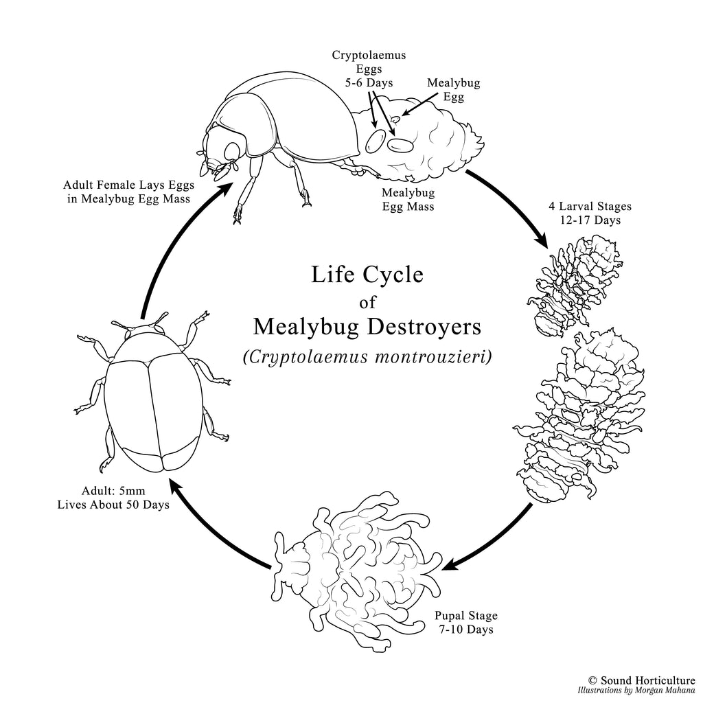 Cryptolaemus life cycle chart