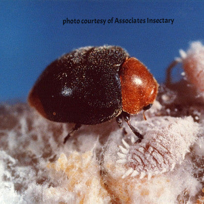 Cryptolaemus adult eating mealybug