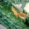 Amblyseius cucumeris mite eating thrips