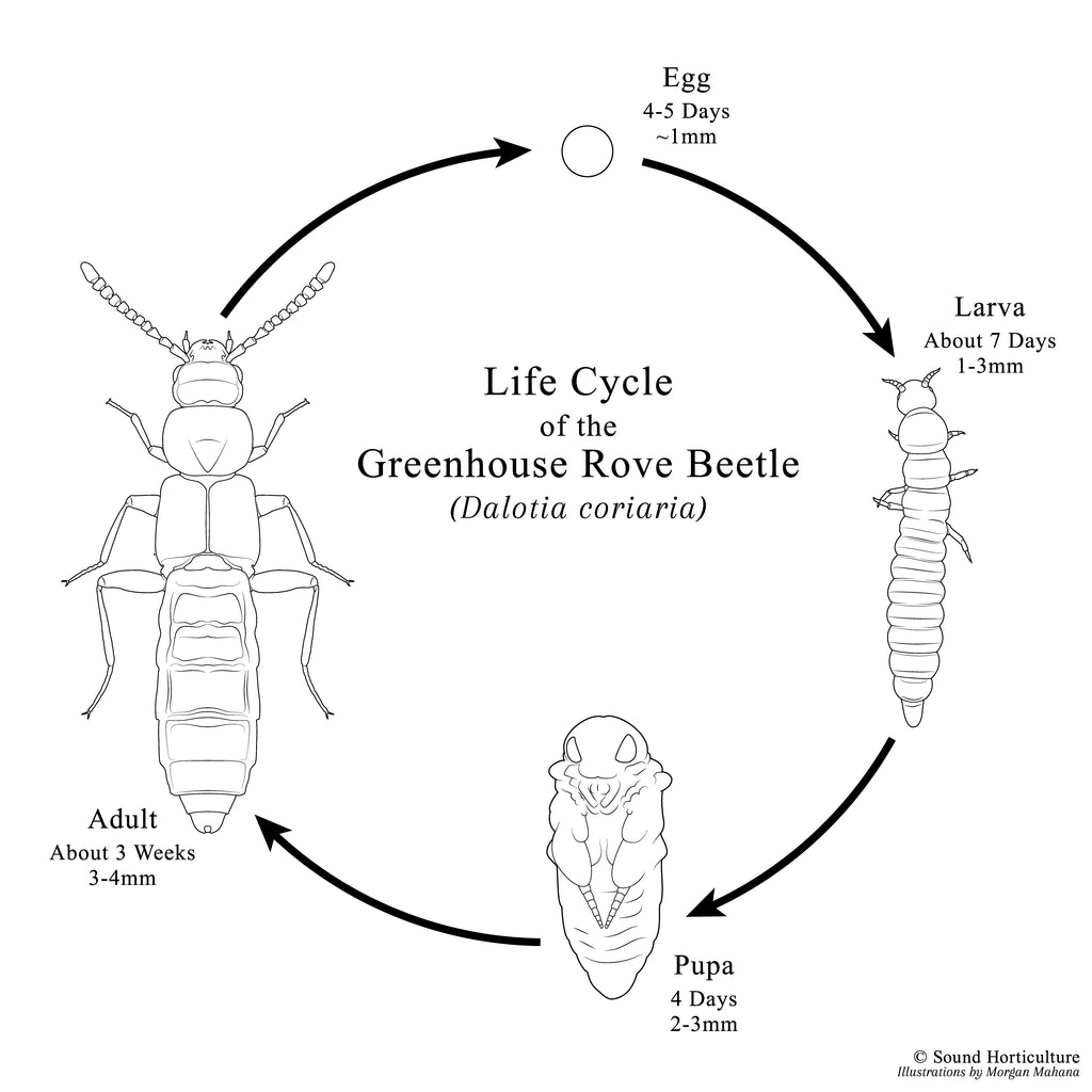 Dalotia coriaria life cycle