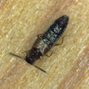 Dalotia coriara rove beetle