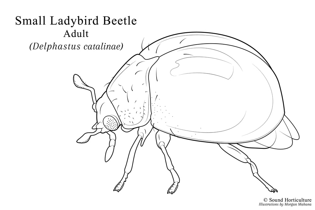 Delphastus catalinae drawing