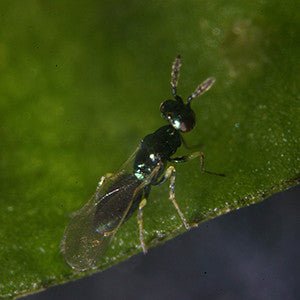 Diglyphus isaea