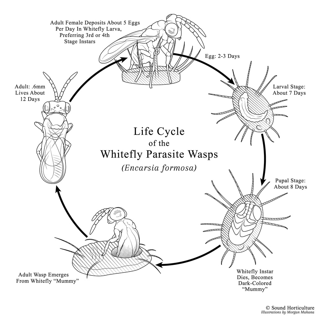 Encarsia formosa life cycle chart