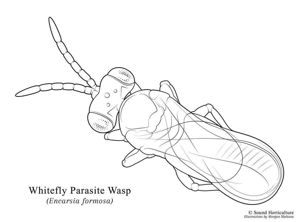 Encarsia formosa drawing