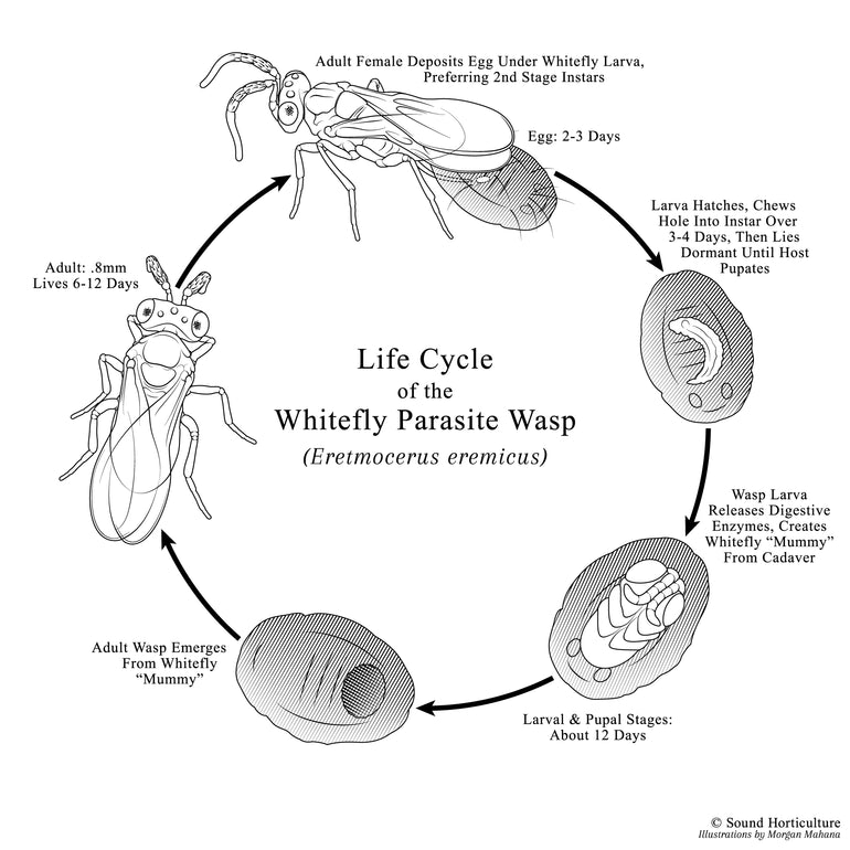 Encarsia/Eretmocerus - Whitefly Control– Sound Horticulture
