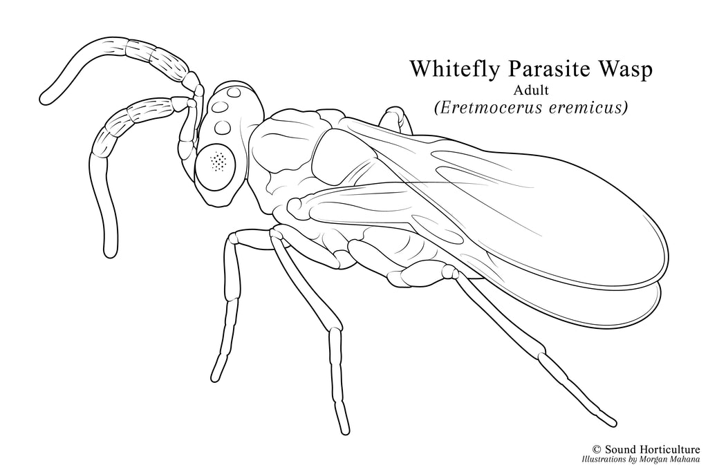 Eretmocerus eremicus drawing