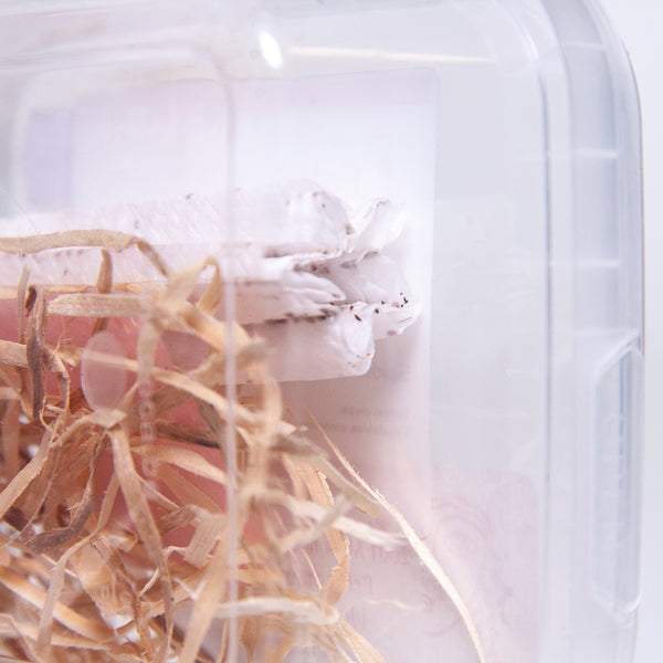 Feltiella acarisuga in container
