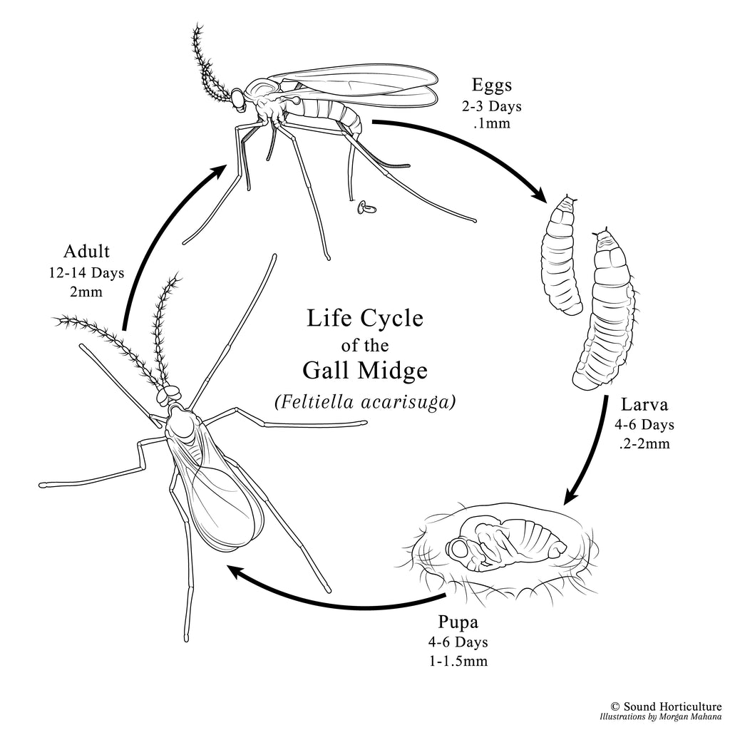 Feltiella acarisuga life cycle