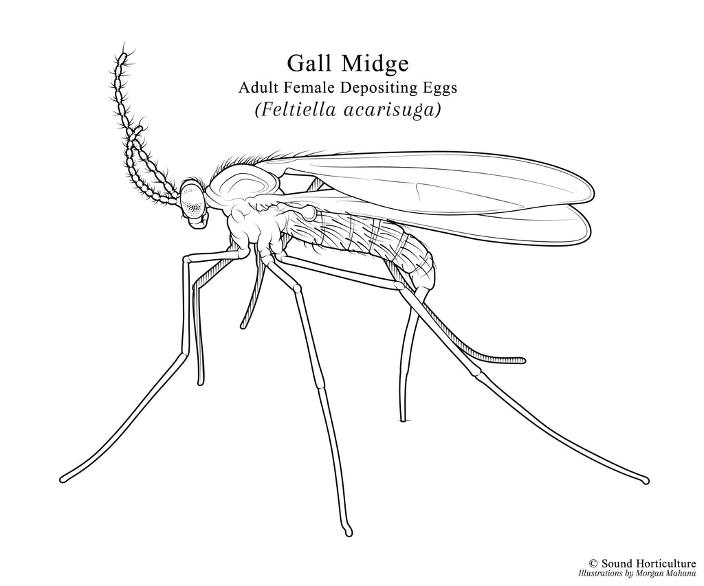 Feltiella acarisuga drawing