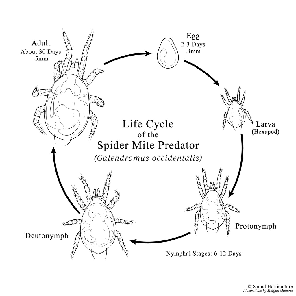 Galendromus occidentalis mite life cycle chart