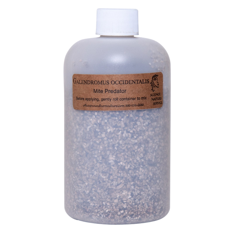 Galendromus occidentalis in pint bottle
