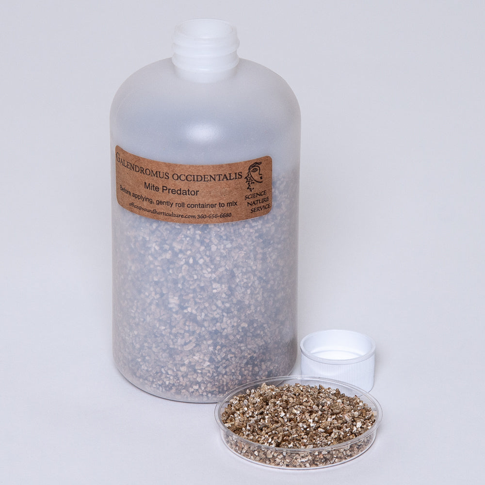 G occidentalis mite in pint bottle