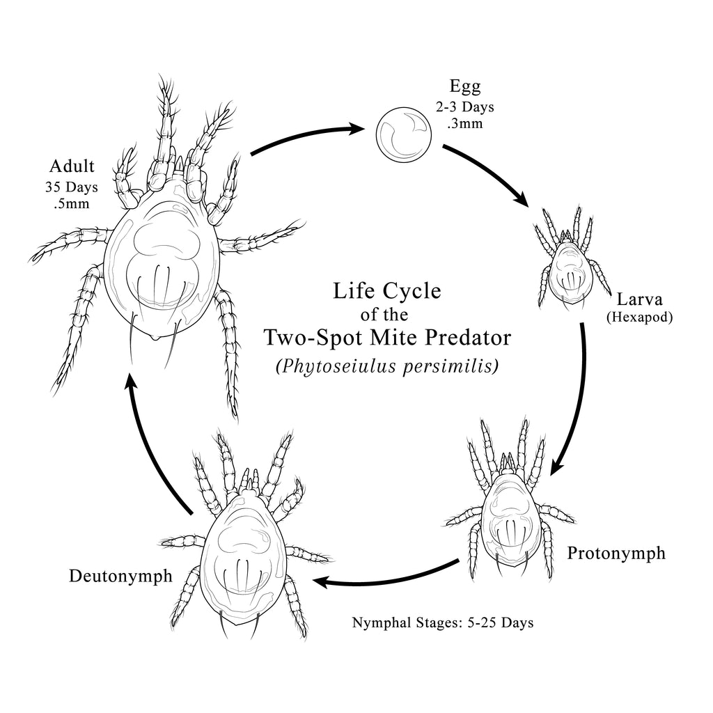 Phytoseiulus persimilis life cycle chart