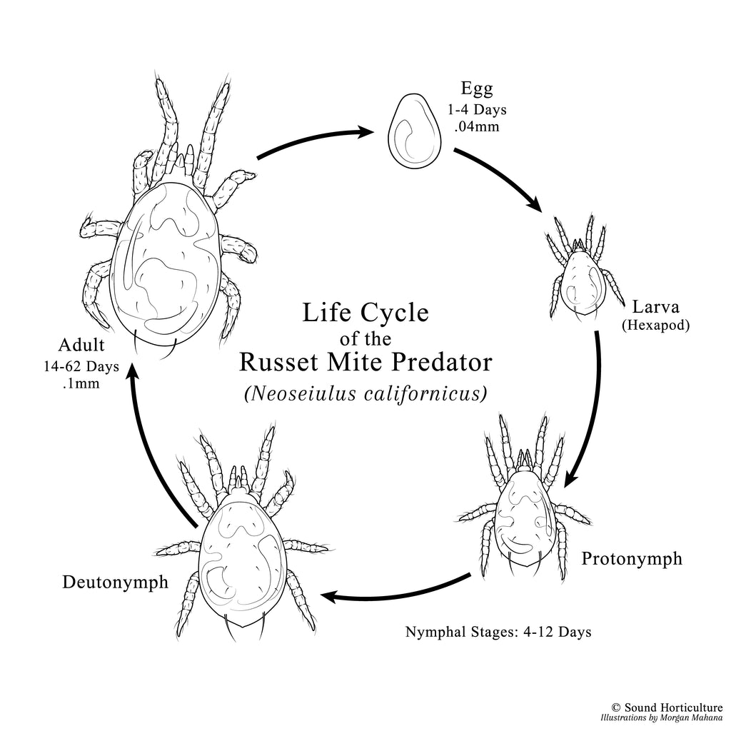 Neoseiulus californicus life cycle