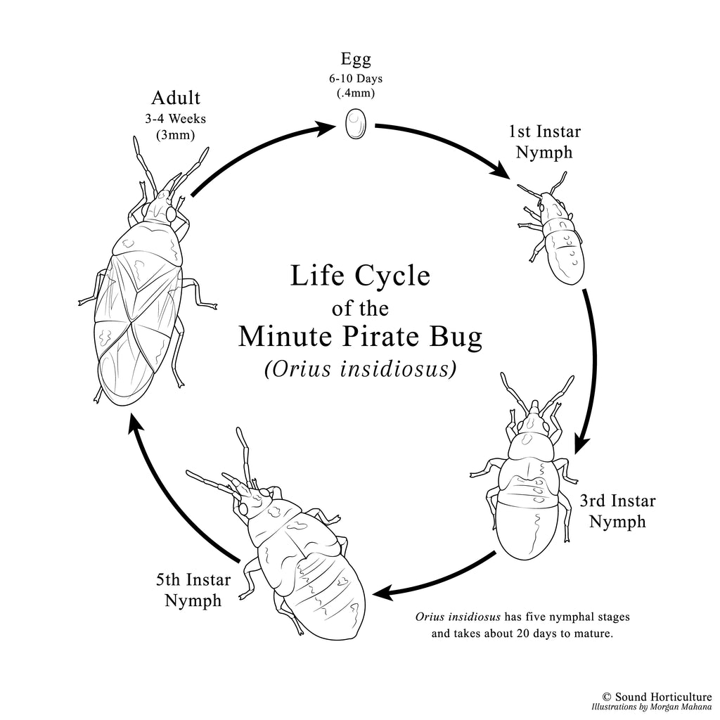Orius insidiosus |  sound-horticulture.myshopify.com