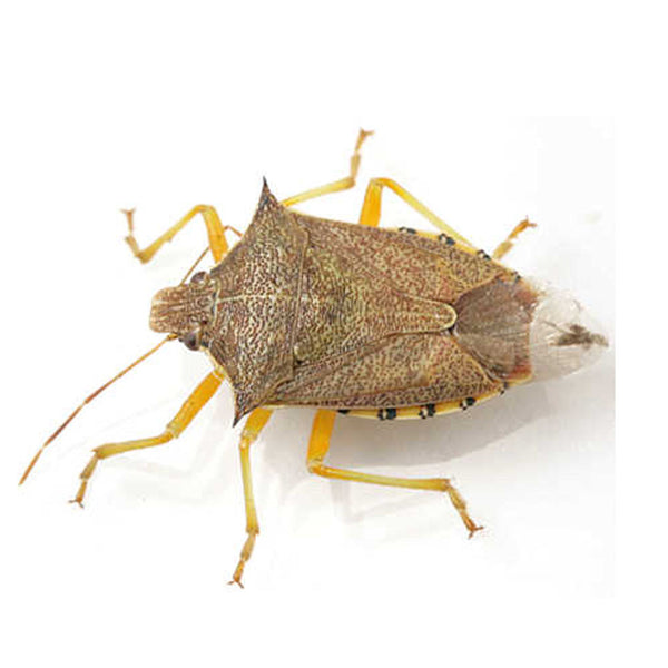 Podisus maculiventris |  sound-horticulture.myshopify.com