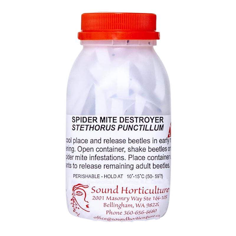 Stethorus punctillum - Spider Mite Destroyer |  sound-horticulture.myshopify.com