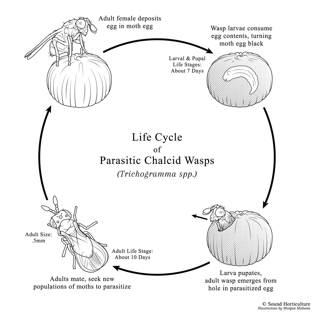 Trichogramma spp. |  sound-horticulture.myshopify.com