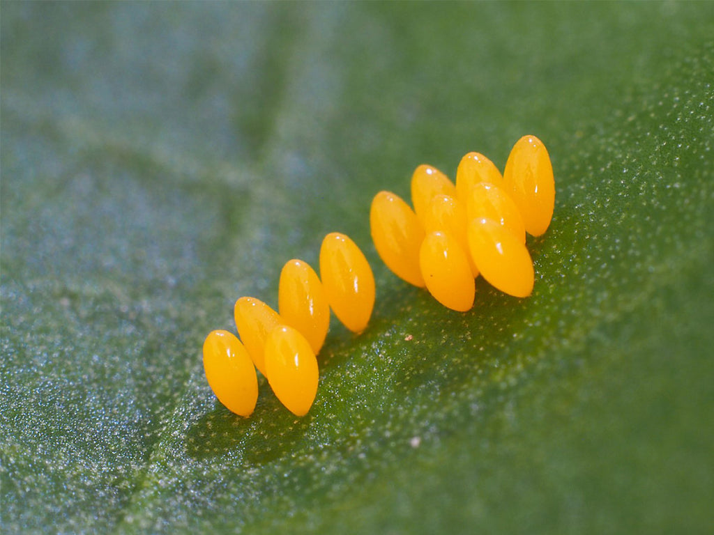 Adalia bipunctata eggs