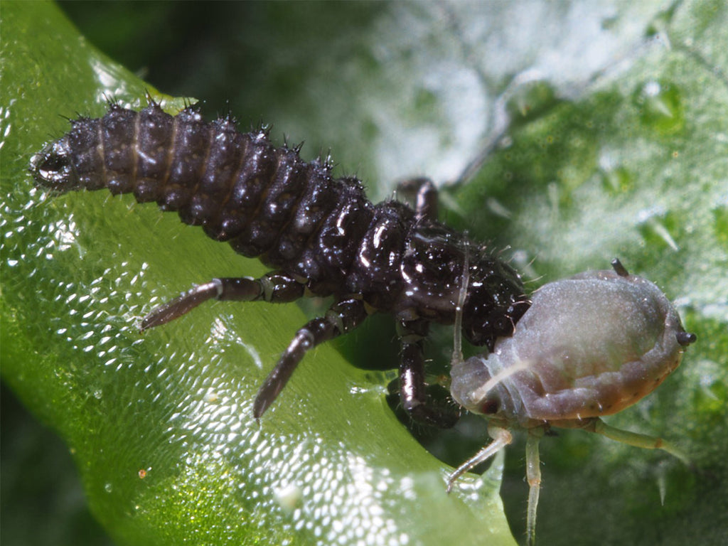 Adalia bipunctata larva eating an aphid