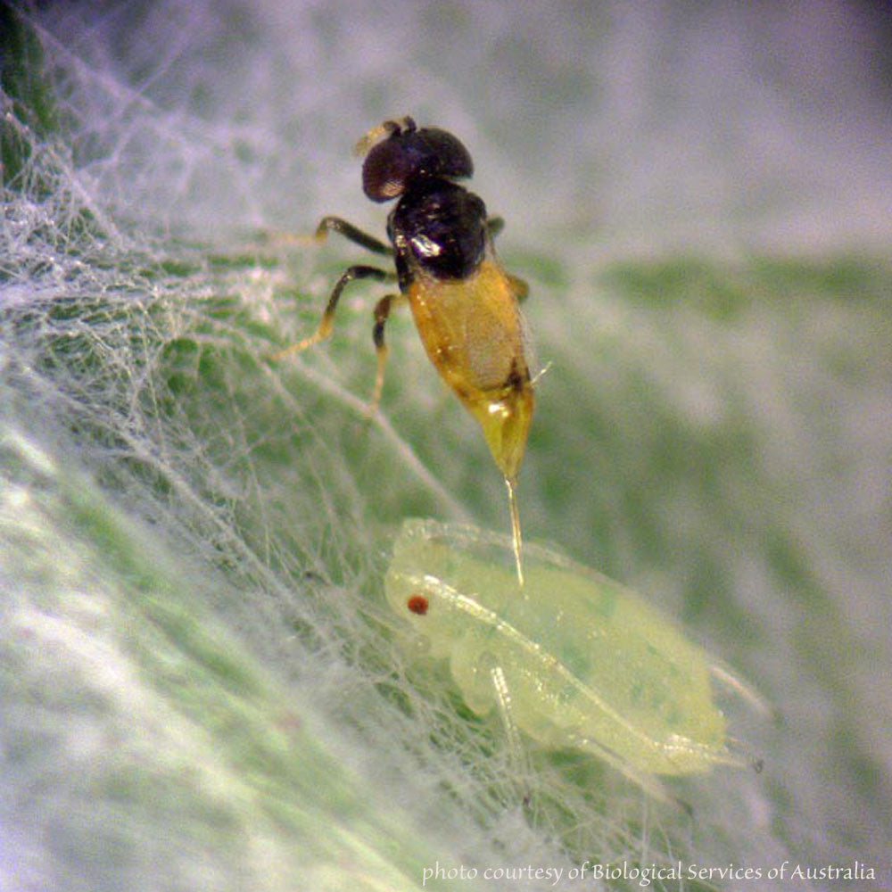 Aphelinus abdominalis parasitizing an aphid