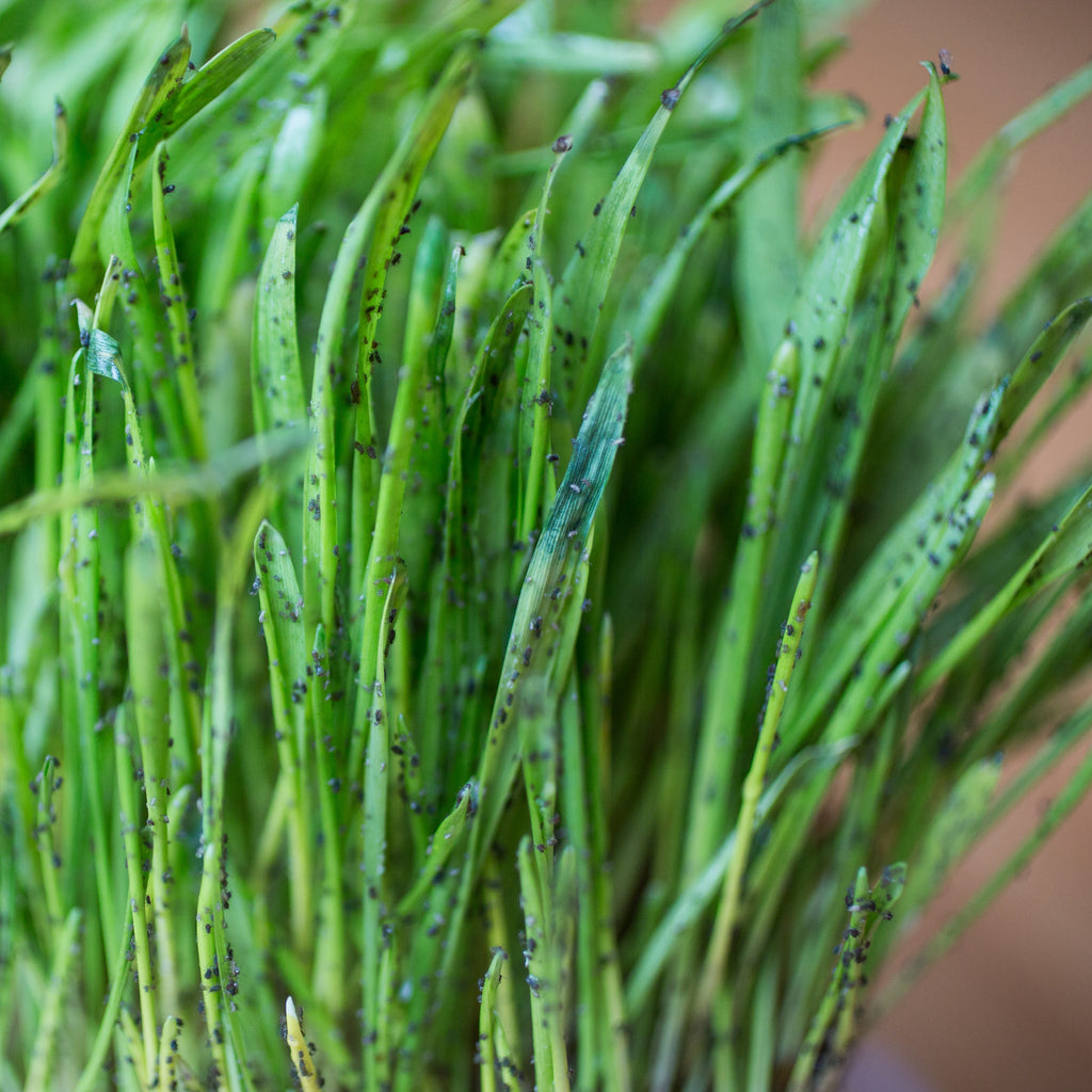 Aphid banker plant with cereal oat aphids