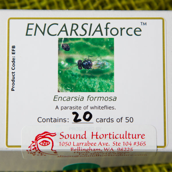 Box of 20 Encarsia formosa cards