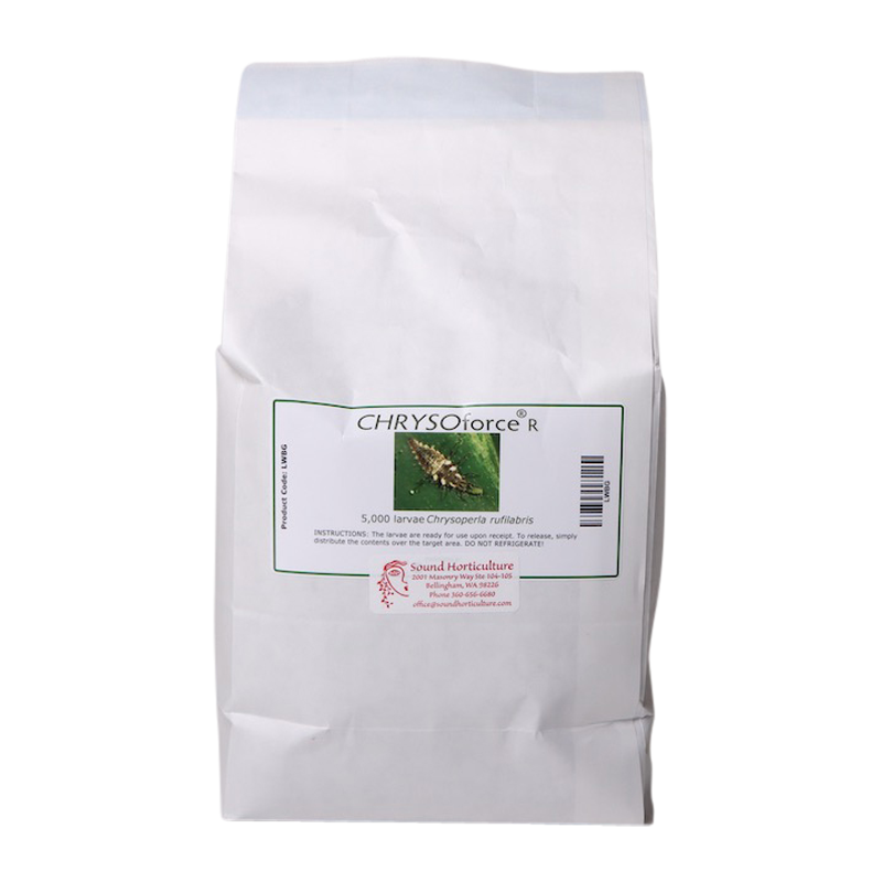 Green lacewing larvae in bag