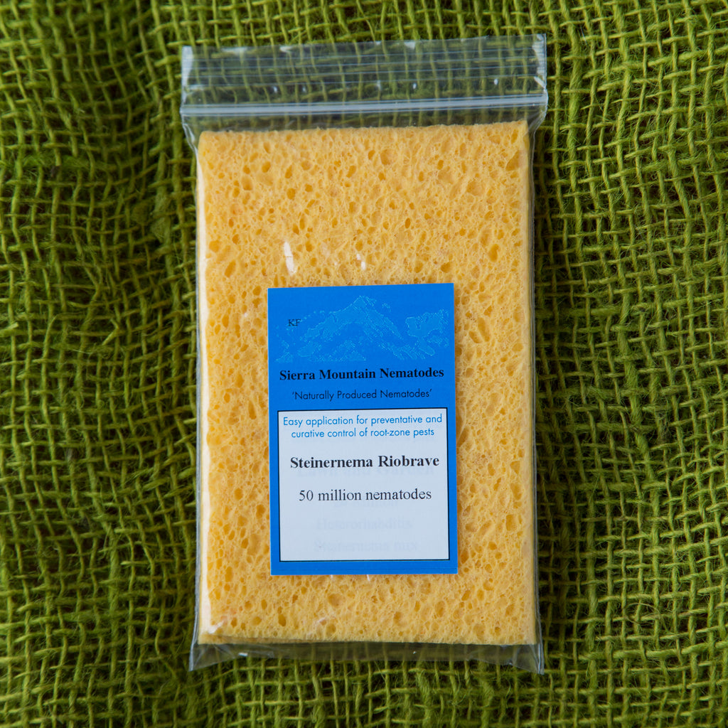 Steinernema riobrave nematodes |  sound-horticulture.myshopify.com