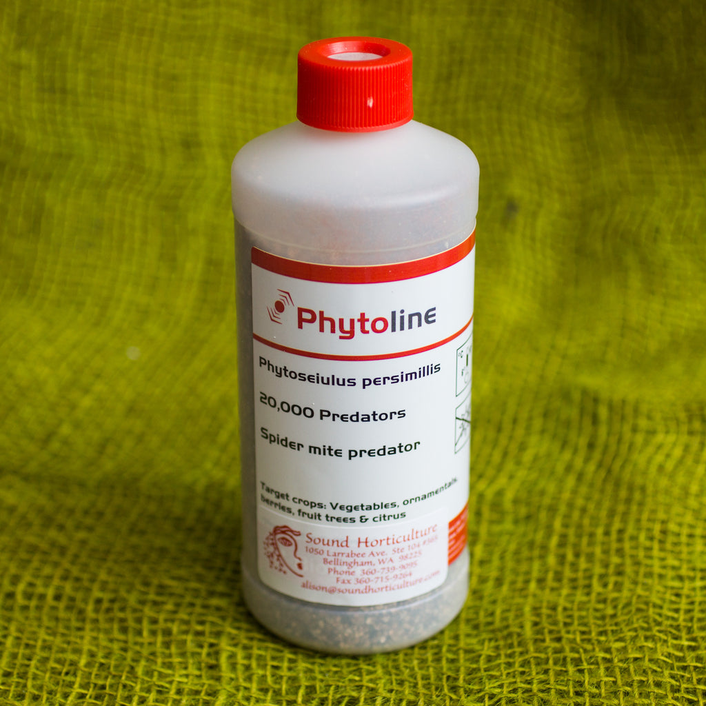 Phytoseiulus persimilis - Spider Mite Eliminator |  sound-horticulture.myshopify.com